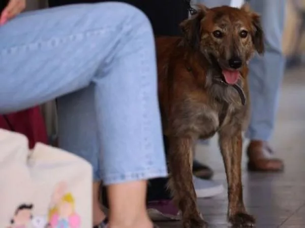 Qué pueden y qué no deben comer las mascotas durante Fiestas Patrias
