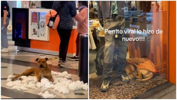 Perro viral del Mall Marina de Viña del Mar.