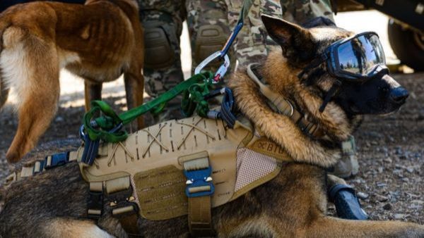 DRAKO PERRO EJERCITO