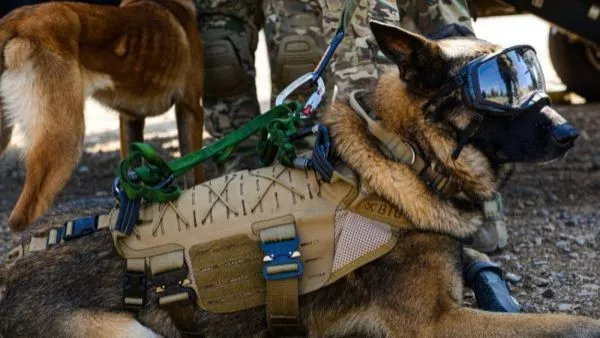 DRAKO PERRO EJERCITO