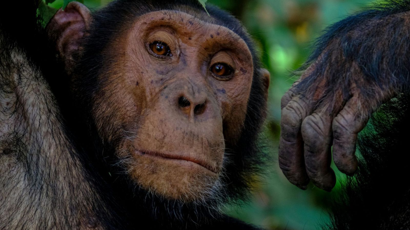 Chimpancé