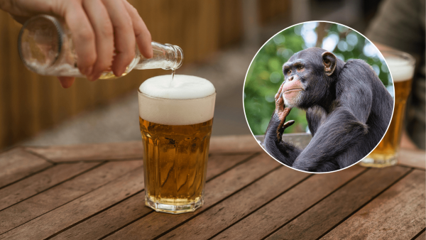 Gusto por el alcohol vendría de los chimpancés