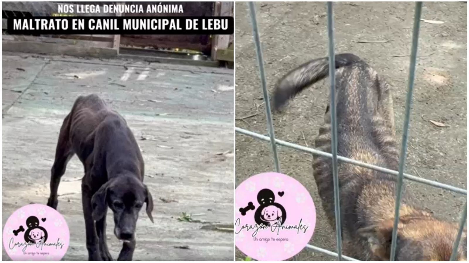 Denuncia de maltrato animal en canil municipal de Lebu