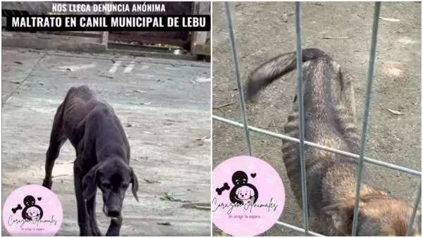 Denuncia de maltrato animal en canil municipal de Lebu