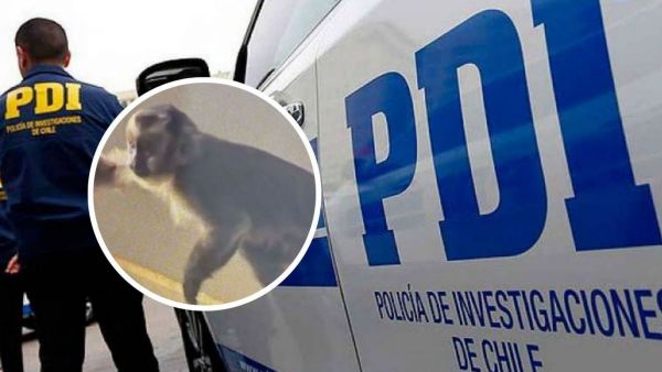 Denuncian que mono incautado por PDI está desaparecido.