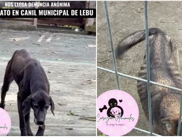 Denuncia de maltrato animal en canil municipal de Lebu