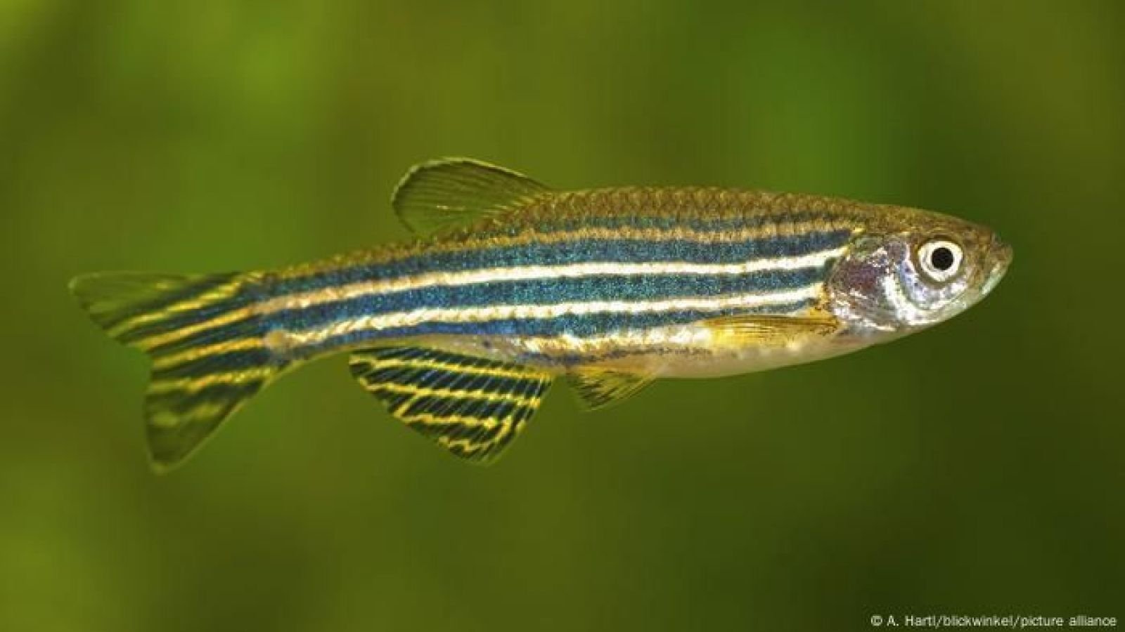 Peces-dedos-humanos