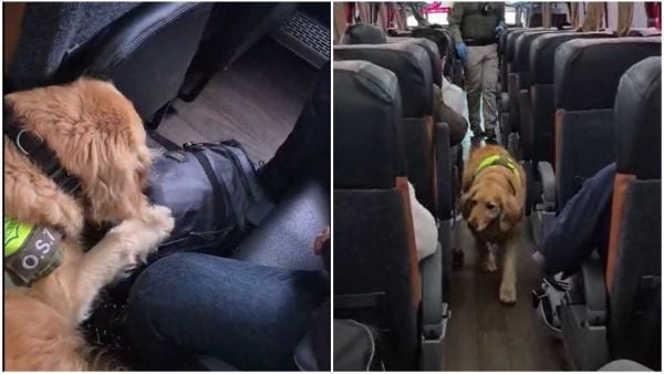 Perro de Carabineros encuentra 7 kilos de cocaína en bus de Lampa