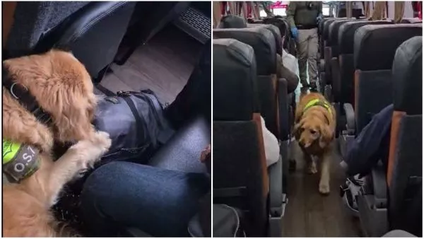 Perro de Carabineros encuentra 7 kilos de cocaína en bus de Lampa