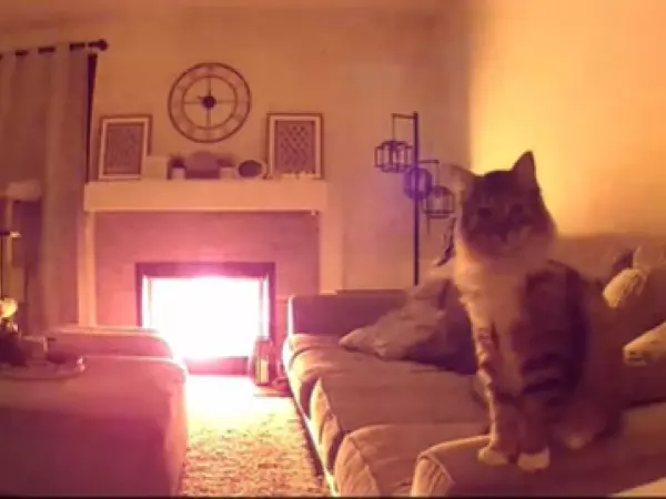 Gato advierte a su familia de incendio en Estados Unidos