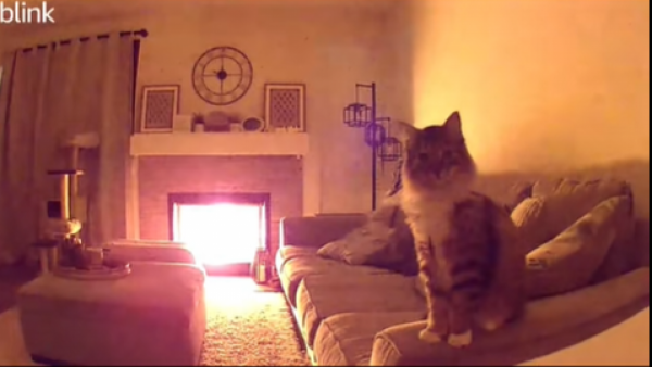 Gato advierte a su familia de incendio en Estados Unidos
