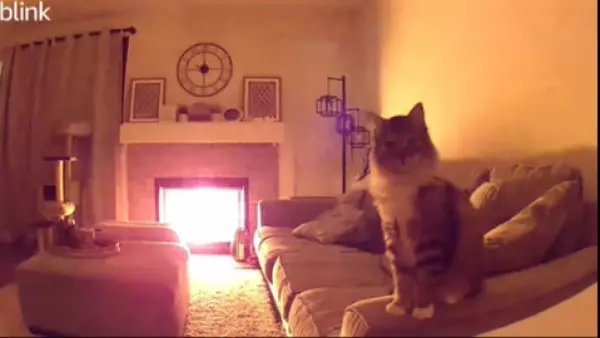 Gato advierte a su familia de incendio en Estados Unidos