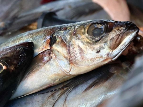 Día del jurel, foto referencial.