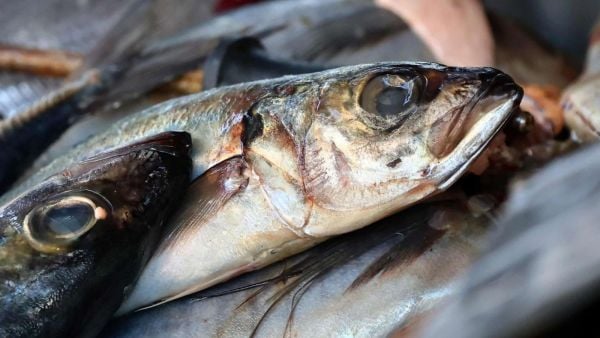 Día del jurel, foto referencial.