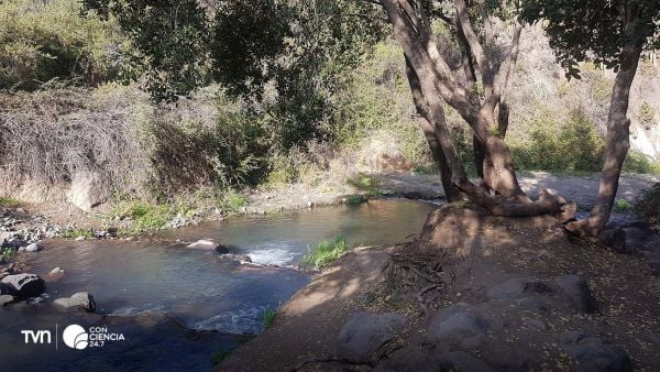 Vista del Estero del Arrayán rodeado de vegetación nativa en Lo Barnechea.