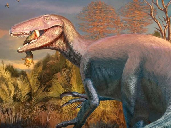 Descubren en Argentina una nueva especie de megaraptor.