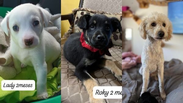 jornadas de adopción de mascotas en tres regiones del país