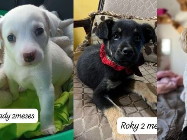 jornadas de adopción de mascotas en tres regiones del país