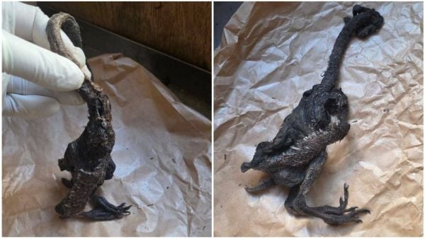 Extraño animal encontrado en Los Ríos