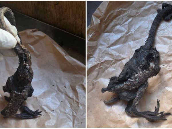 Extraño animal encontrado en Los Ríos