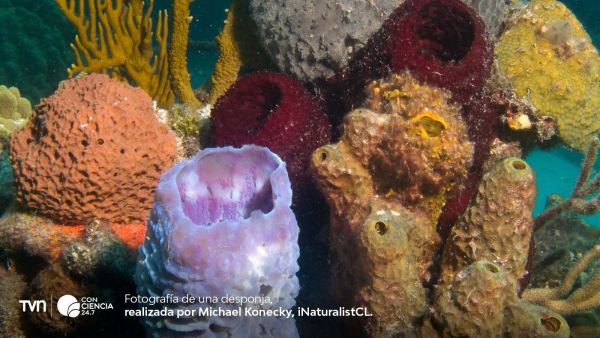 Imagen de esponja marina en el océano, descendiente de los primeros animales de la Tierra.