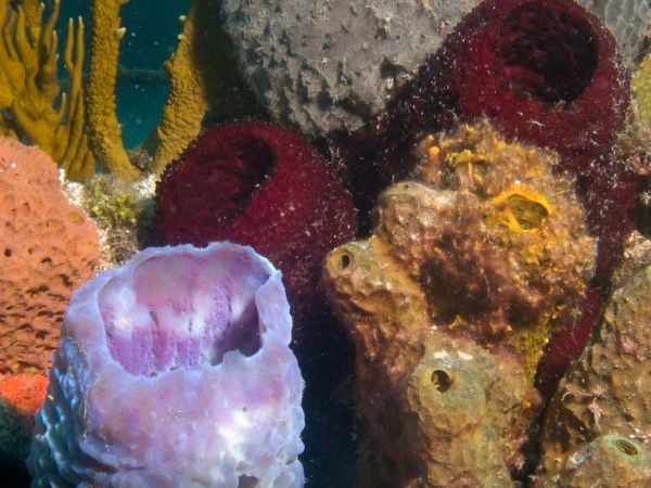 Imagen de esponja marina en el océano, descendiente de los primeros animales de la Tierra.