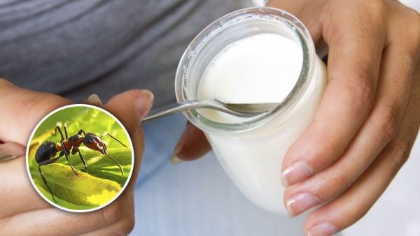 Hormiga y mano sujetando frasco con yogur