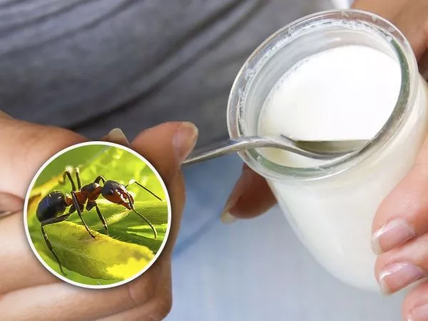 Hormiga y mano sujetando frasco con yogur
