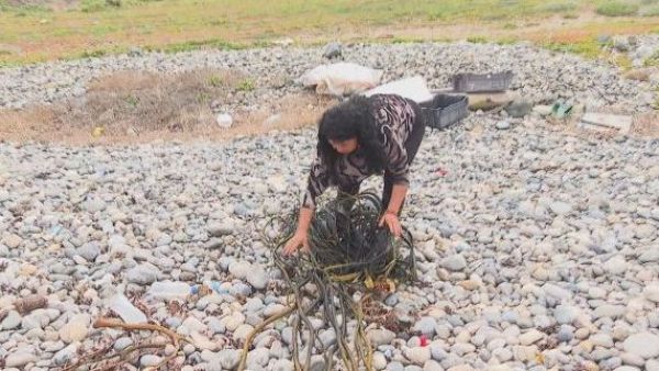 Familias subsisten recolectando algas varadas
