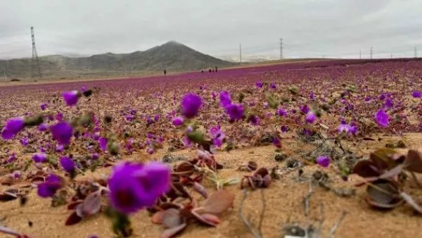 Pata de guanaco en el desierto florido