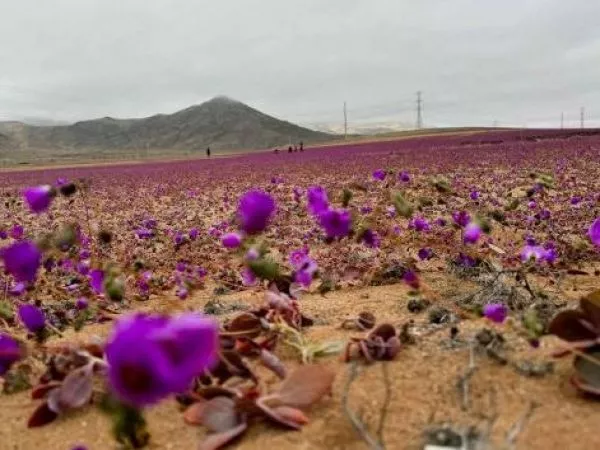 Pata de guanaco en el desierto florido