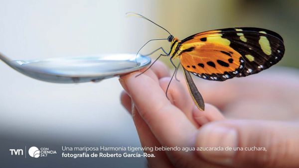 Mariposa de colores brillantes en un bosque tropical, contrastando con el entorno monocromático de una plantación de eucaliptos.