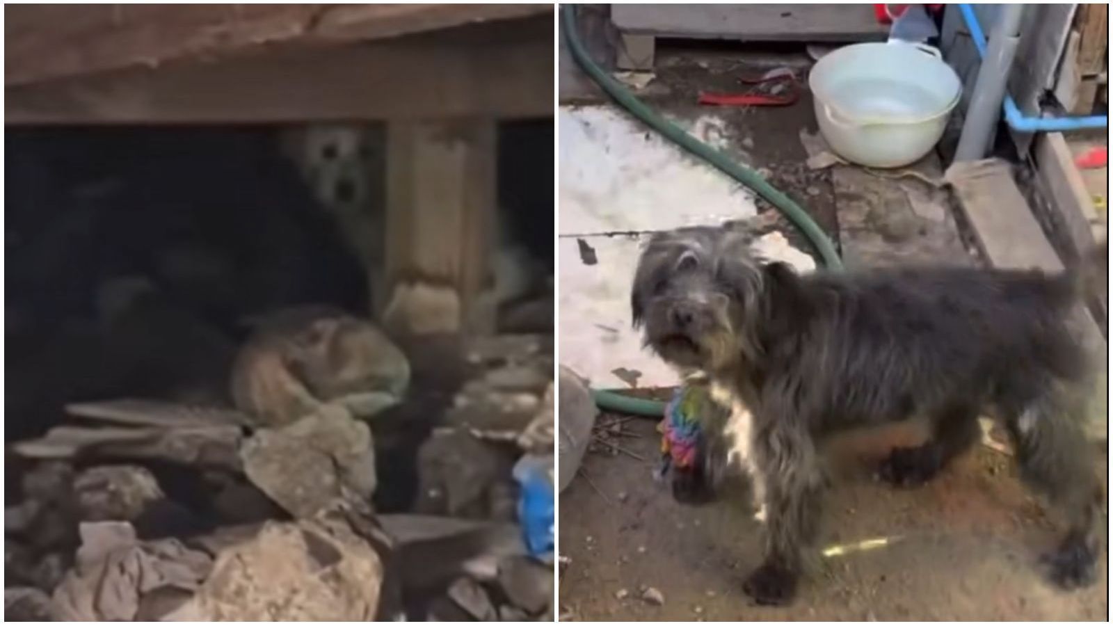 Rescate de animales en Toma Dignidad