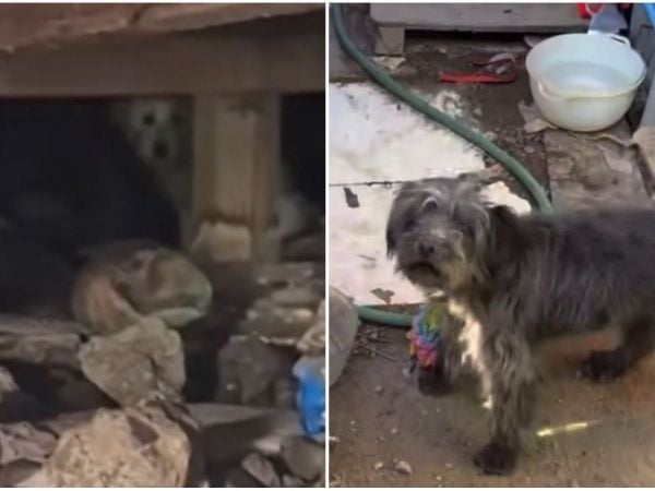 Rescate de animales en Toma Dignidad