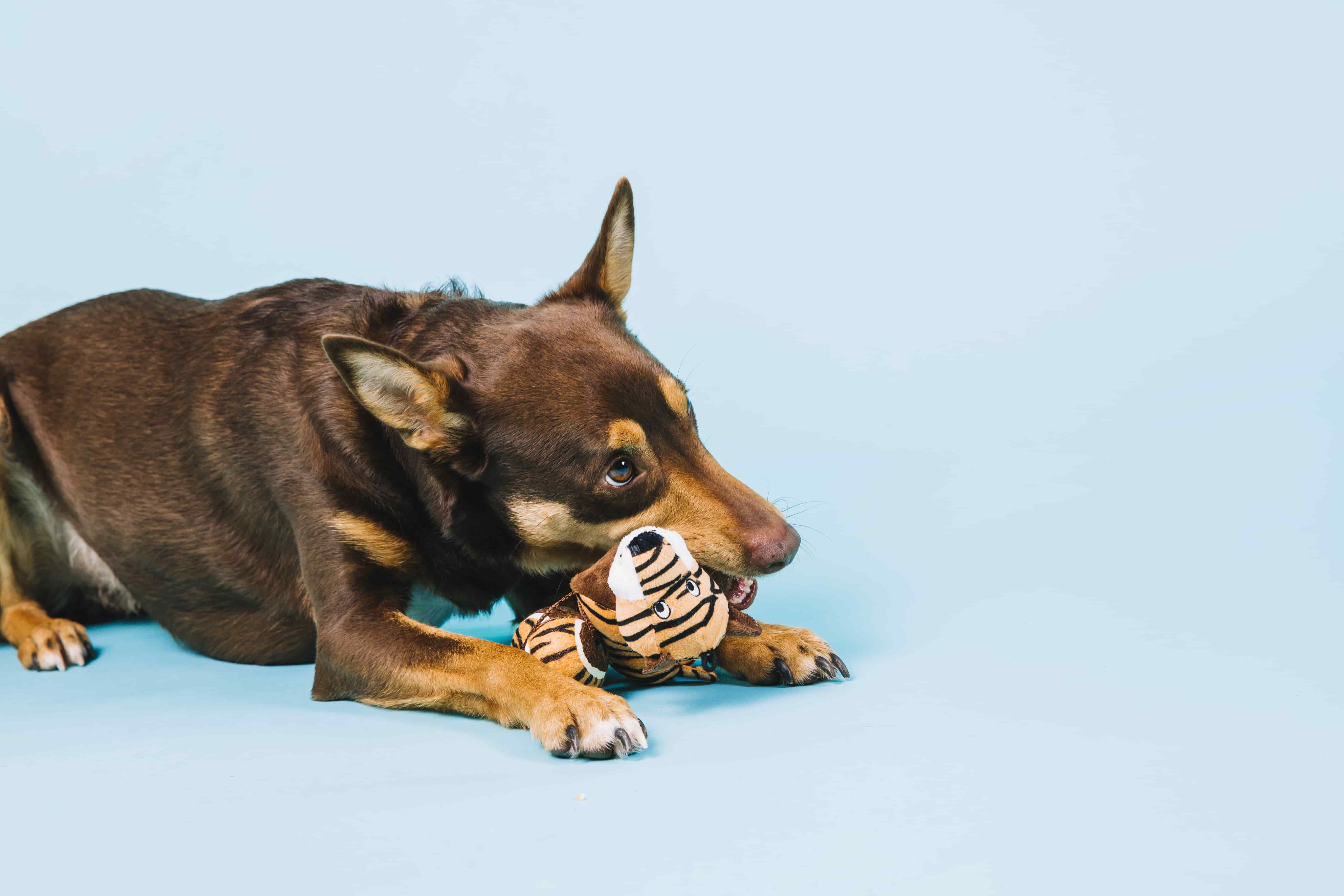Perro con un juguete