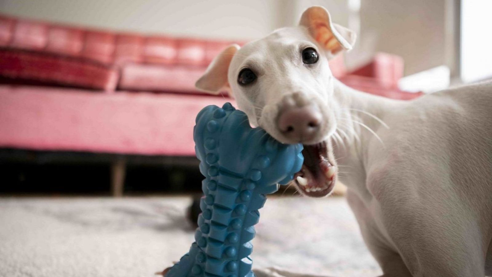 Perro jugando