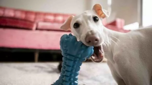 Perro jugando