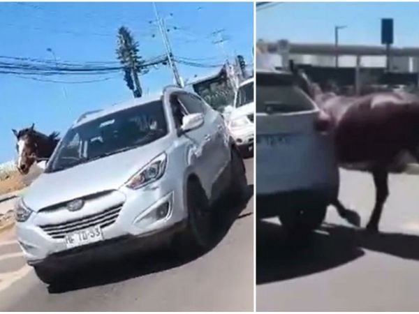 Sujeto conduce con caballo amarrado en Coquimbo