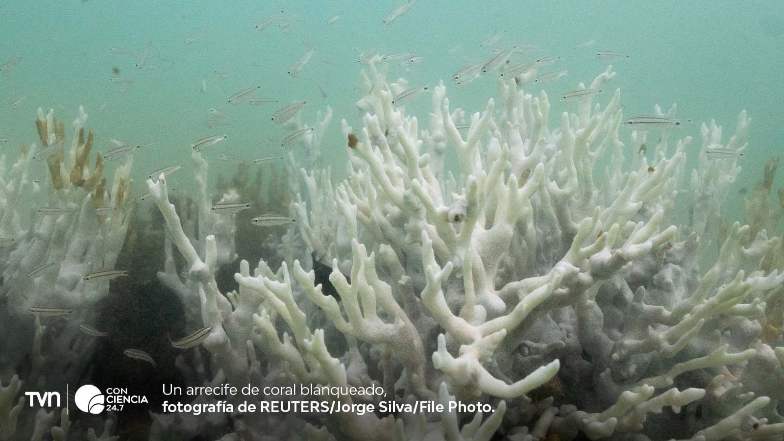 Arrecifes de coral blanqueados por el aumento de la temperatura oceánica, un fenómeno global que pone en riesgo la biodiversidad marina.