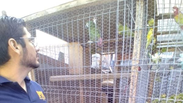 Sujeto detenido por posesión de aves exóticas