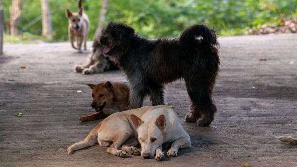 Perros. Foto referencial.