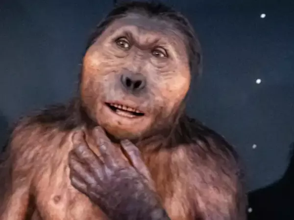 Hallan mano fósil con 