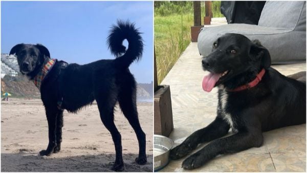 Perrita desaparecida recompensa