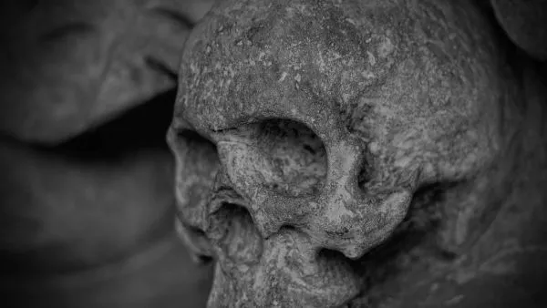 Cráneo. Foto referencial.