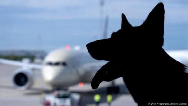 Mascota en el aeropuerto