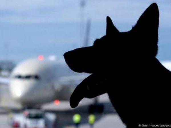 Mascota en el aeropuerto