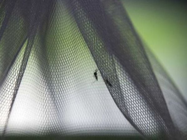 Mosquito en Islandia