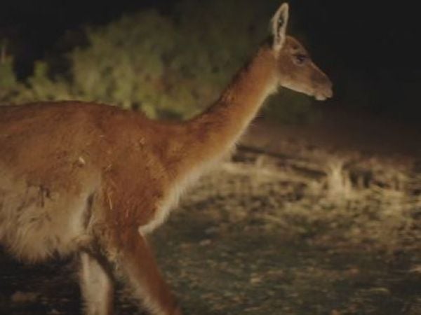 Programa quiere repoblar de guanacos la región Metropolitana