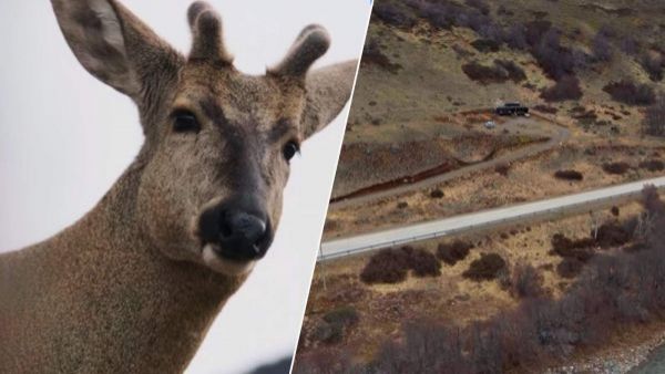 Huemul