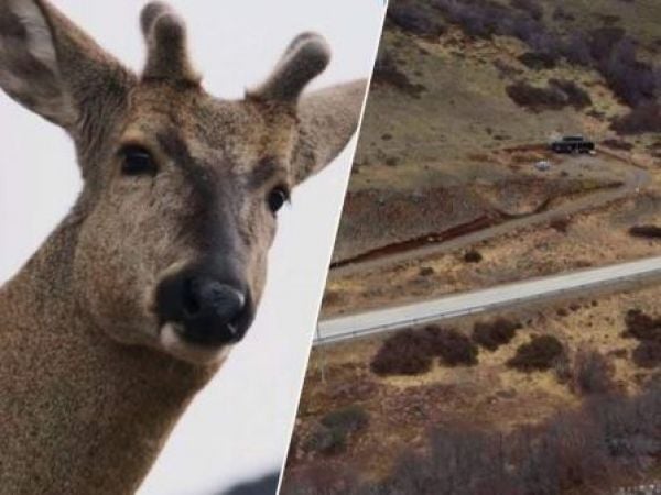 Huemul